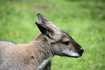 bennett-känguru, macropus rufogriseus im tierpark gettorf