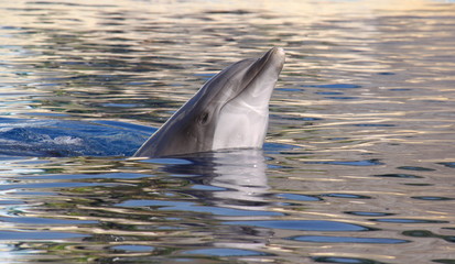 Delfines 1, España