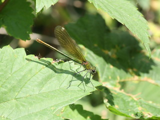 Gebänderte Prachtlibelle (Calopteryx splendens)