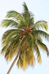 Fototapeta na wymiar Coconut palm