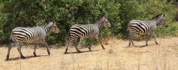 Fototapeta na wymiar Zebras walking