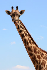 Giraffe on sky