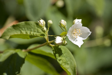 small white flower