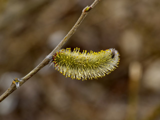 The Flower of pussy willow