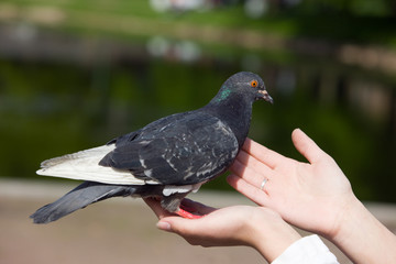 pigeon on hands