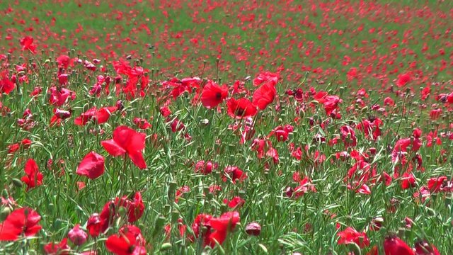 Champs de fleurs