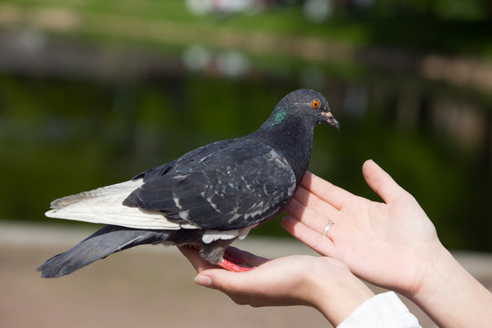 pigeon on hands