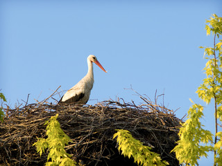 Fototapeta premium stork