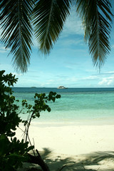 Tropical island beach with palm tree