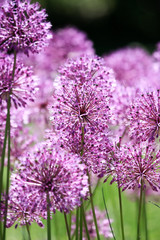Close up of the flowers of some Chives