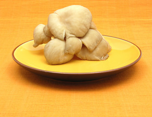 Austernpilze auf orangem Keramikteller