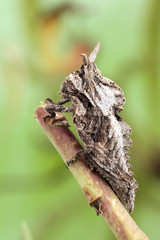 Grasshopper-dragon macro