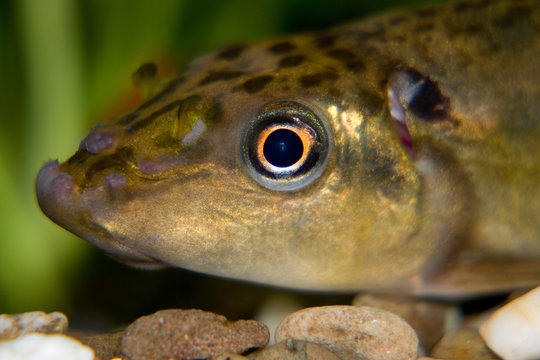 Fisch Schmerle