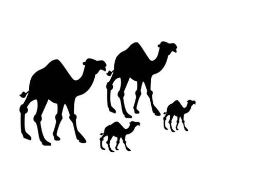 a family of camels