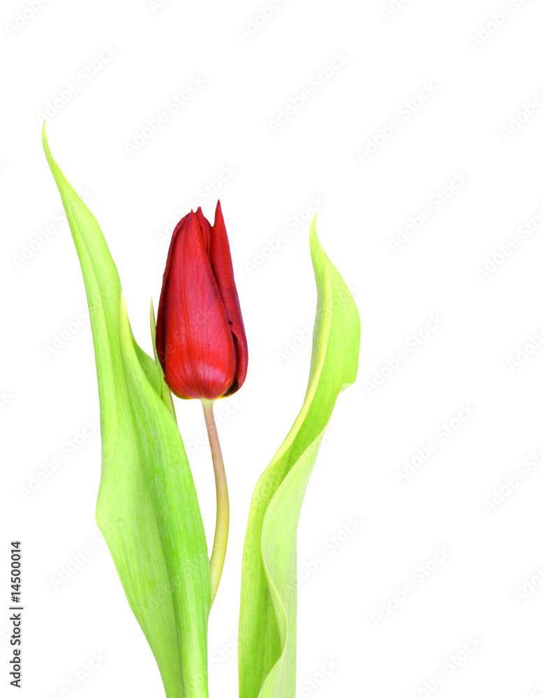 Wall mural Red tulip