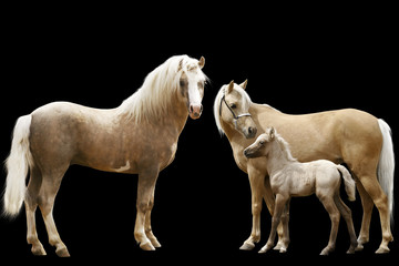 Fototapeta na wymiar family of welsh ponies isolated