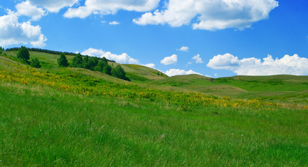 Fototapeta premium Trees on hills
