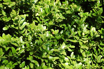 green plant texture