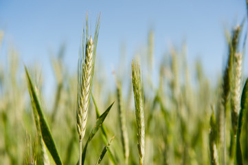 Wheat