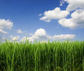 Obraz premium rich green grass and blue sky