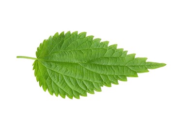Fresh green nettle isolated on a white