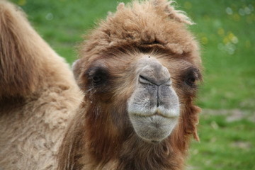 Obraz premium Trampeltier