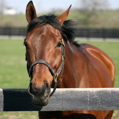 Fototapeta premium Thoroughbred race Horse