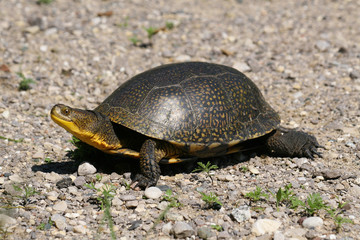 Endangered Blandings Turtle in the wild