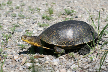 Endangered Blandings Turtle in the wild