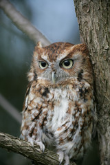 Female Red Phase Eastern Screech Owl