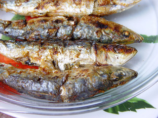 Sardinhas-Sardine-Pilchard-Fish-Sardina-Peixe-Sardinha