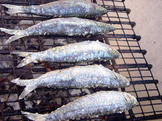 Sardinhas-Sardine-Pilchard-Fish-Sardina-Peixe-Sardinha