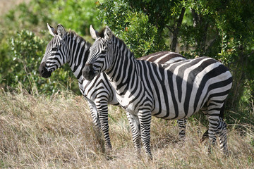 Fototapeta na wymiar Zebra on the grasslands of Kenya