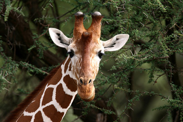 Closeup of a Reticulated Giraffe