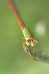 damselfly