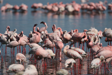 Naklejka premium Lesser Flamingos at Lake Nakuru