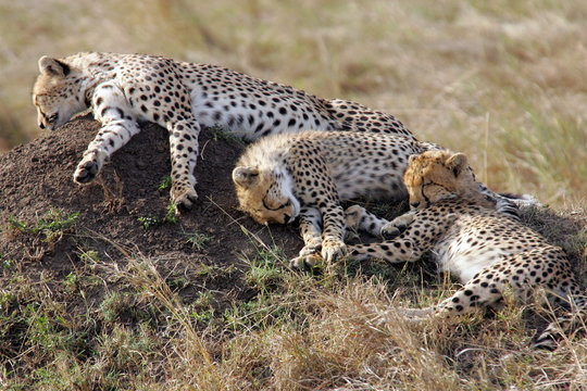 Three Cheetahs on a Termite Mound