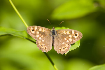 Obraz premium farfalla