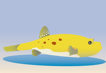 Fish called toad.
