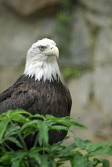 The American Bald Eagle.  The national bird of the USA.