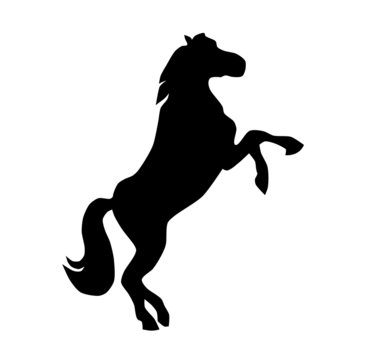 Silhouette of the black horse on the white background