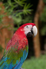 Parrot - Red Blue Macaw