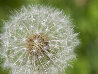 Dandelion with Seeds Close-up