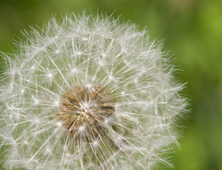 Dandelion with Seeds Close-up