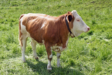 Kuh oder Milchkuh auf der Weide
