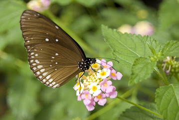 Schmetterling auf der Blüte