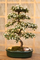 Blooming bonsai