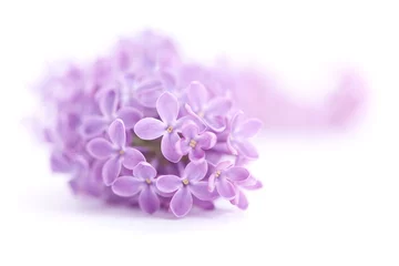 Poster Fragrant lilac blossoms © Igor Stepovik