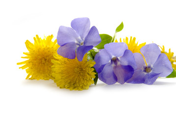 dandelion and periwinkle isolated on white background © blina