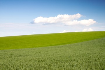 Weizenfeld im Sommer